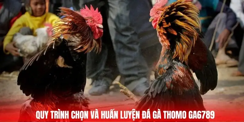 Quy trình chọn và huấn luyện đá gà thomo GA6789